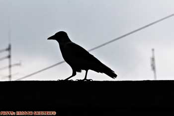 IMG_ (10476)